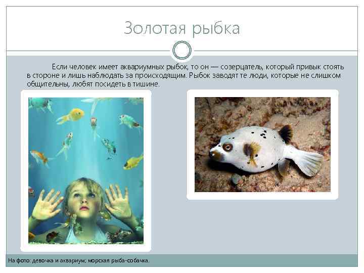 Золотая рыбка Если человек имеет аквариумных рыбок, то он — созерцатель, который привык стоять
