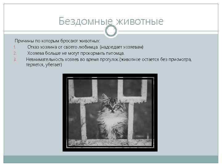 Бездомные животные Причины по которым бросают животных: 1. Отказ хозяина от своего любимца. (надоедает