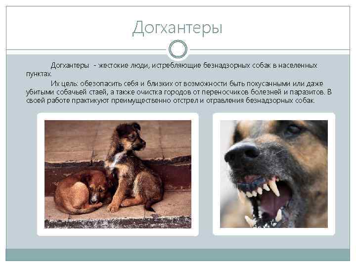 Догхантеры - жестокие люди, истребляющие безнадзорных собак в населенных пунктах. Их цель: обезопасить себя