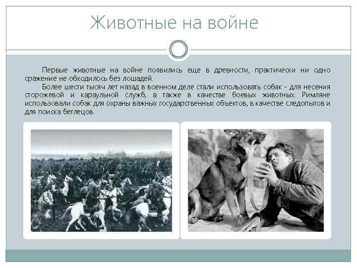 Животные на войне Первые животные на войне появились еще в древности, практически ни одно