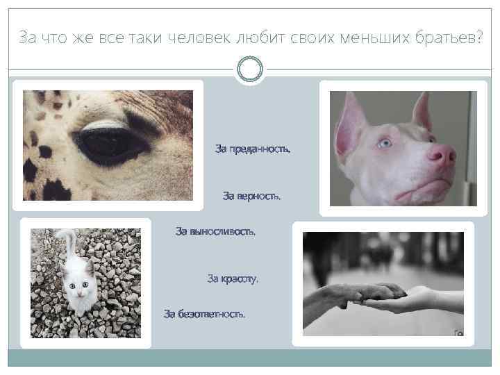 За что же все таки человек любит своих меньших братьев? За преданность. За верность.