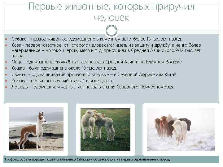 Первые животные, которых приручил человек Собака – первое животное одомашнено в каменном веке, более