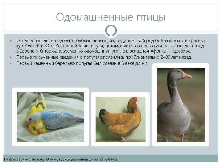 Одомашненные птицы Около 5 тыс. лет назад были одомашнены куры, ведущие свой род от