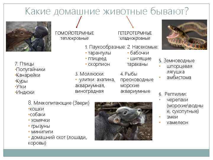 Какие домашние животные бывают? ГОМОЙОТЕРМНЫЕ теплокровные ГЕТЕРОТЕРМНЫЕ хладнокровные 1. Паукообразные: 2. Насекомые: 7. Птицы