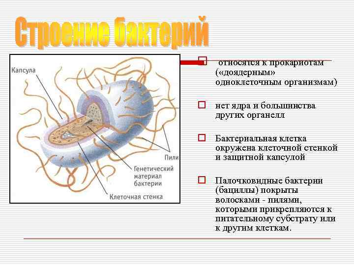 o относятся к прокариотам ( «доядерным» одноклеточным организмам) o нет ядра и большинства других