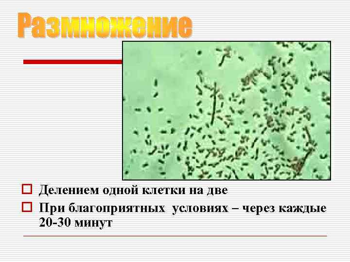 o Делением одной клетки на две o При благоприятных условиях – через каждые 20