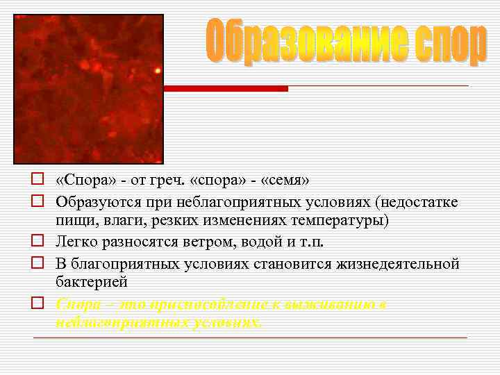 o «Спора» - от греч. «спора» - «семя» o Образуются при неблагоприятных условиях (недостатке