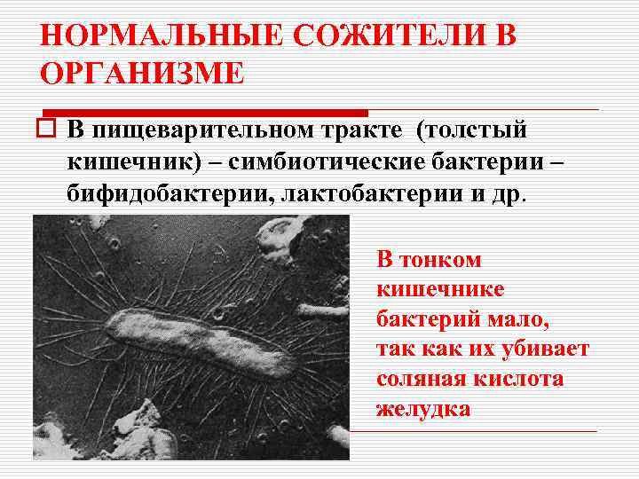 НОРМАЛЬНЫЕ СОЖИТЕЛИ В ОРГАНИЗМЕ o В пищеварительном тракте (толстый кишечник) – симбиотические бактерии –
