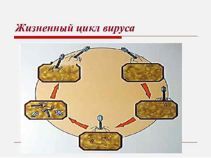 Жизненный цикл вируса 