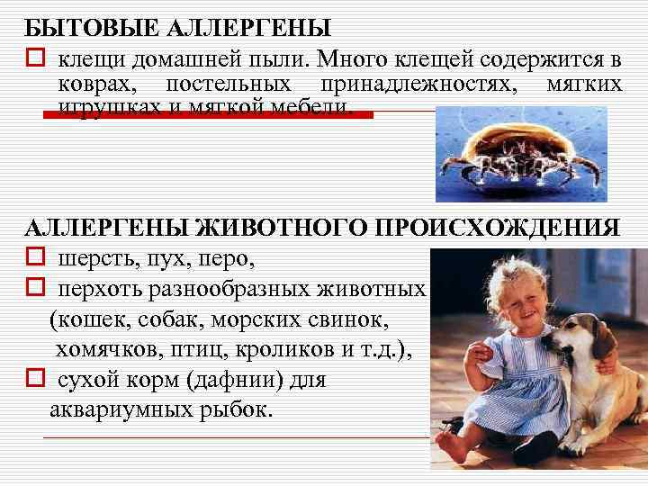 БЫТОВЫЕ АЛЛЕРГЕНЫ o клещи домашней пыли. Много клещей содержится в коврах, постельных принадлежностях, мягких