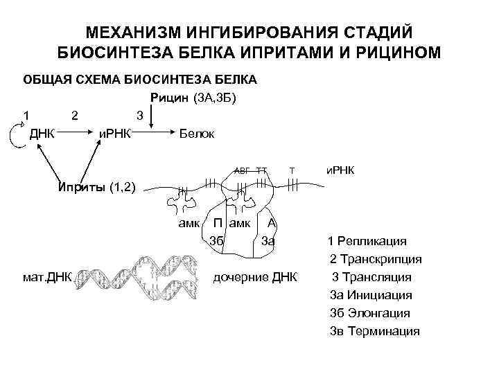 Синтез белка механизмы. Механизм токсического действия рицина. Этапы и механизмы синтеза белка. Общая схема биосинтеза белка. Механизмы ингибирования.