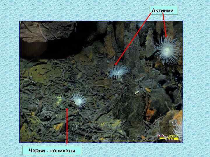 Актинии Черви - полихеты 