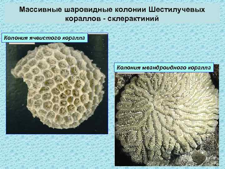 Как получить образец пластинчатого коралла