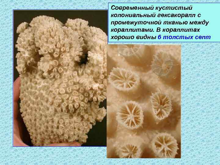 Современный кустистый колониальный гексакоралл с промежуточной тканью между кораллитами. В кораллитах хорошо видны 6