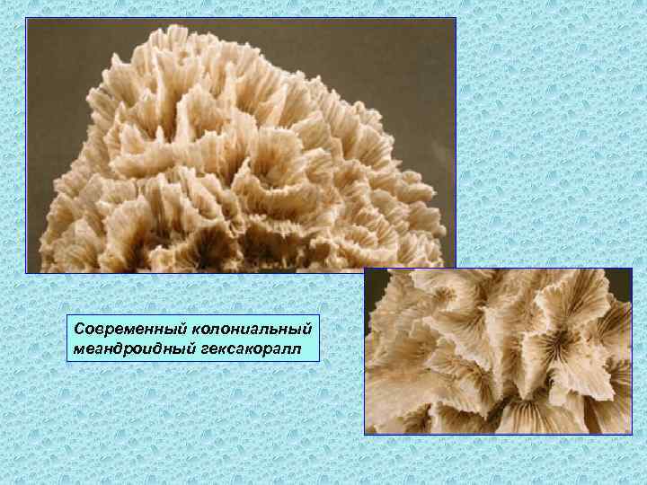 Современный колониальный меандроидный гексакоралл 