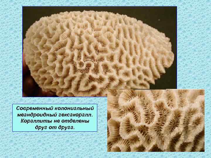 Современный колониальный меандроидный гексакоралл. Кораллиты не отделены друг от друга. 