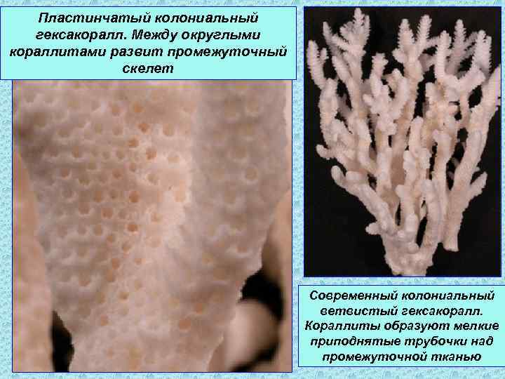 Образец пластинчатого коралла где найти