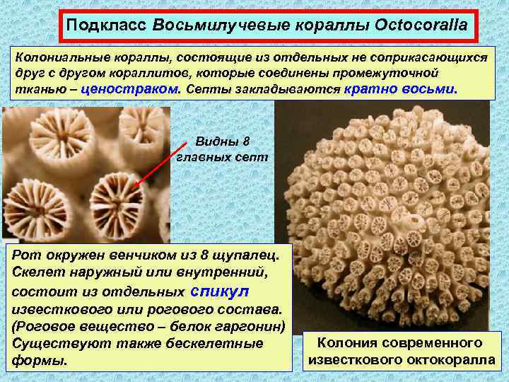 Сравнительная характеристика шести и восьмилучевых кораллов