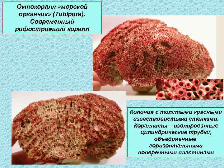 Октокоралл «морской органчик» (Tubipora). Современный рифостроящий коралл Колония с толстыми красными известковистыми стенками. Кораллиты