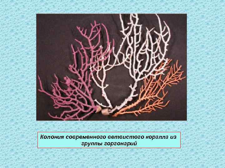 Колония современного ветвистого коралла из группы горгонарий 