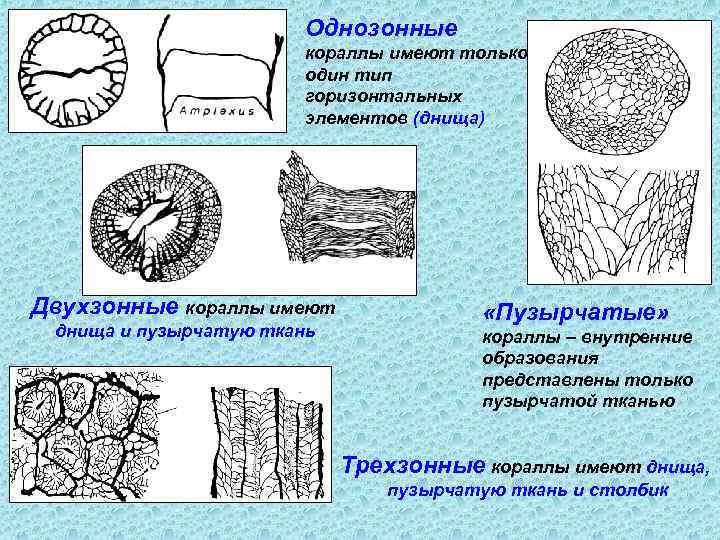 Однозонные кораллы имеют только один тип горизонтальных элементов (днища) Двухзонные кораллы имеют днища и