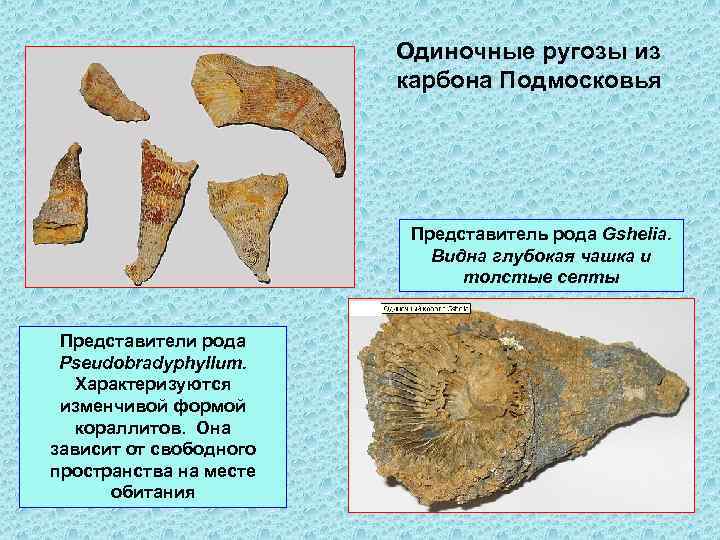 Одиночные ругозы из карбона Подмосковья Представитель рода Gshelia. Видна глубокая чашка и толстые септы