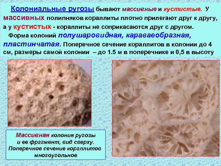 Колониальные ругозы бывают массивные и кустистые. У массивных полипняков кораллиты плотно прилегают друг к