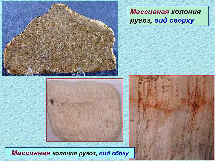 Массивная колония ругоз, вид сверху Массивная колония ругоз, вид сбоку 