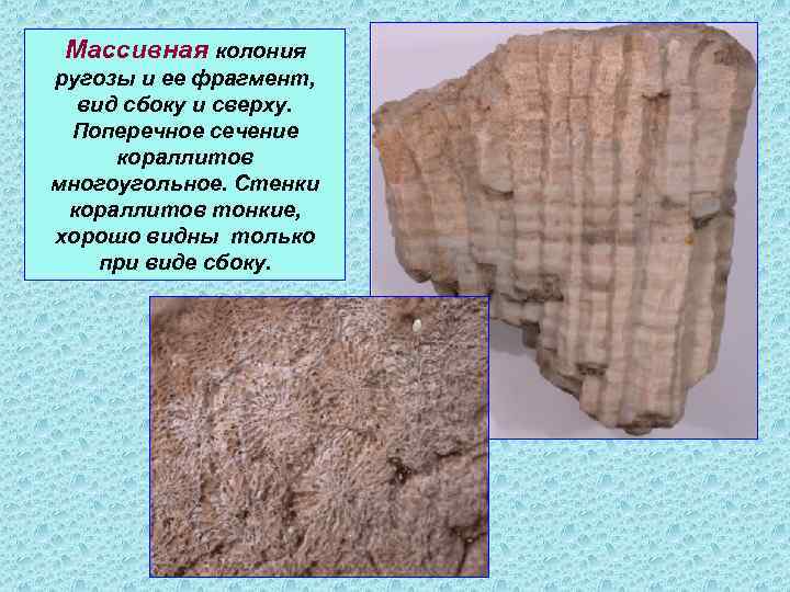 Массивная колония ругозы и ее фрагмент, вид сбоку и сверху. Поперечное сечение кораллитов многоугольное.