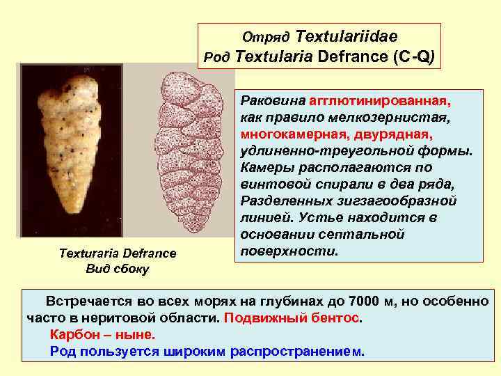 Textulariidae Род Textularia Defrance (C-Q) Отряд Texturaria Defrance Вид сбоку Раковина агглютинированная, как правило