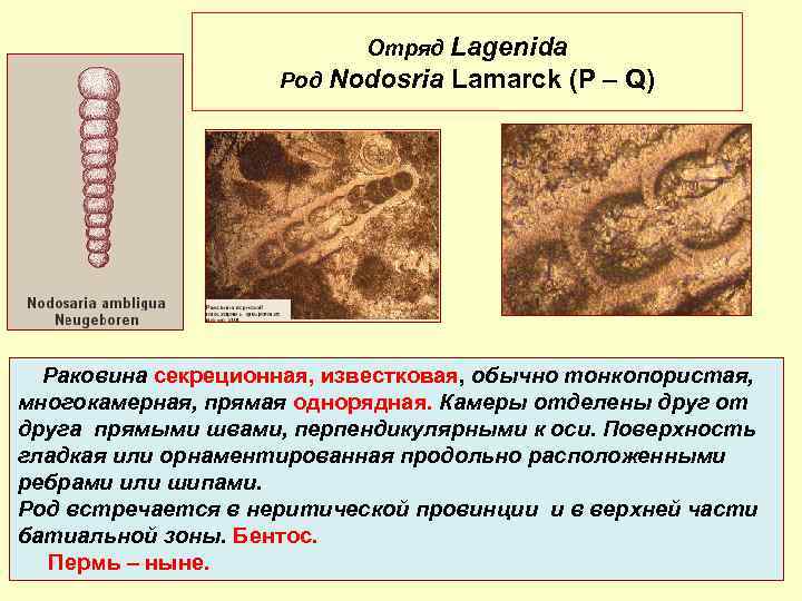 Отряд Lagenida Род Nodosria Lamarck (P – Q) Раковина секреционная, известковая, обычно тонкопористая, многокамерная,