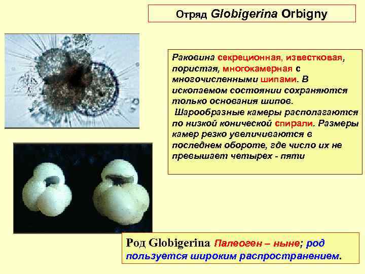 Отряд Globigerina Orbigny Раковина секреционная, известковая, пористая, многокамерная с многочисленными шипами. В ископаемом состоянии