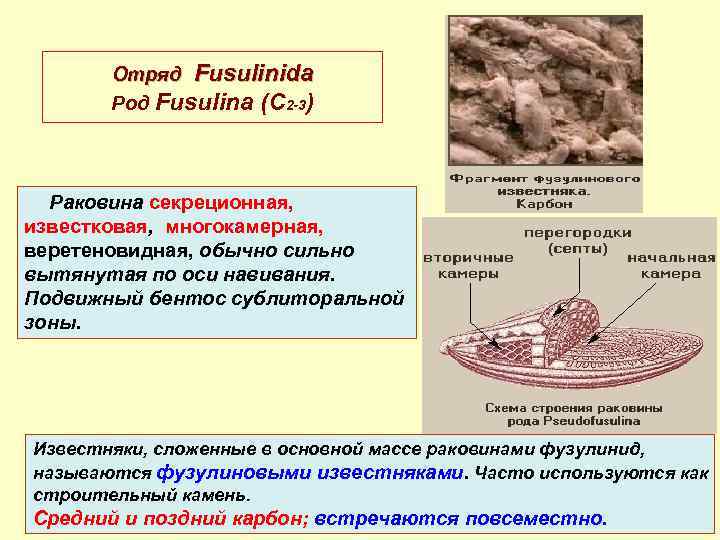 Отряд Fusulinida Род Fusulina (C 2 -3) Раковина секреционная, известковая, многокамерная, веретеновидная, обычно сильно