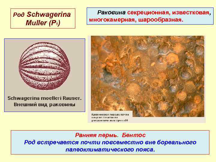 Род Schwagerina Muller (P 1) Раковина секреционная, известковая, многокамерная, шарообразная. Ранняя пермь. Бентос Род