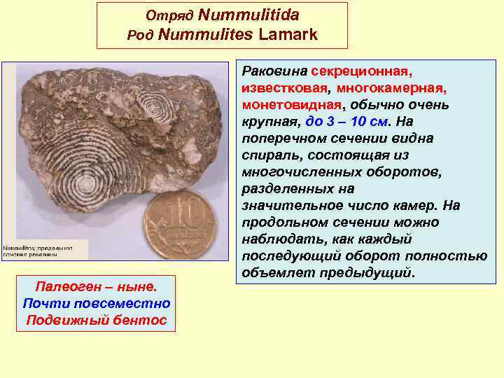 Отряд Nummulitida Род Nummulites Lamark Палеоген – ныне. Почти повсеместно Подвижный бентос Раковина секреционная,