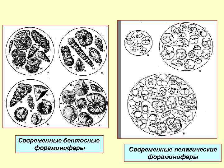 Современные бентосные фораминиферы Современные пелагические фораминиферы 