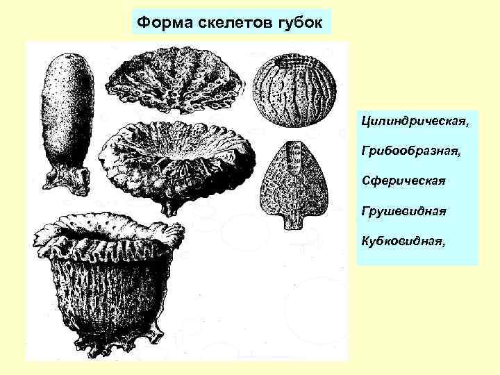 Форма скелетов губок Цилиндрическая, Грибообразная, Сферическая Грушевидная Кубковидная, 