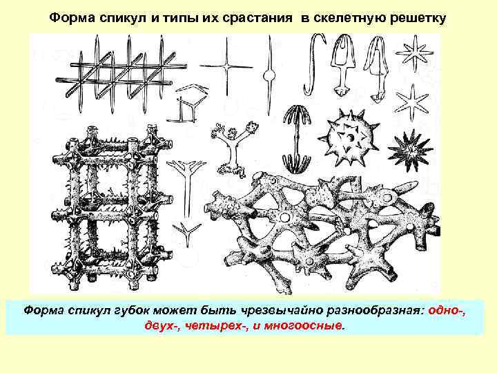 Форма спикул и типы их срастания в скелетную решетку Форма спикул губок может быть