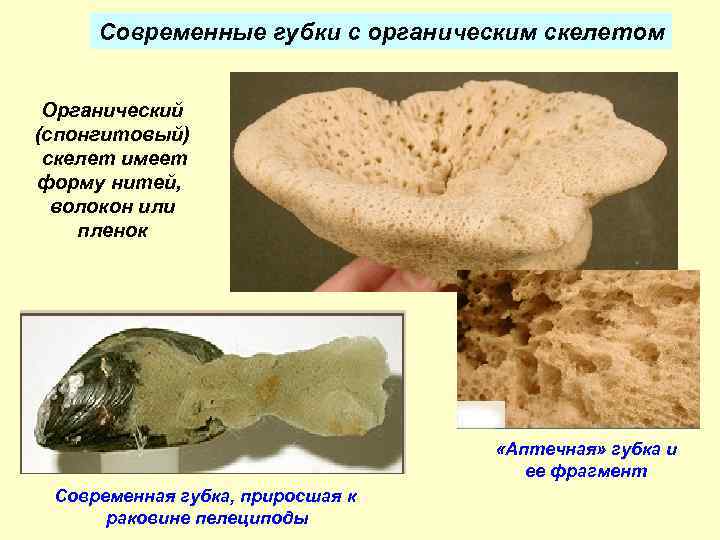 Современные губки с органическим скелетом Органический (спонгитовый) скелет имеет форму нитей, волокон или пленок