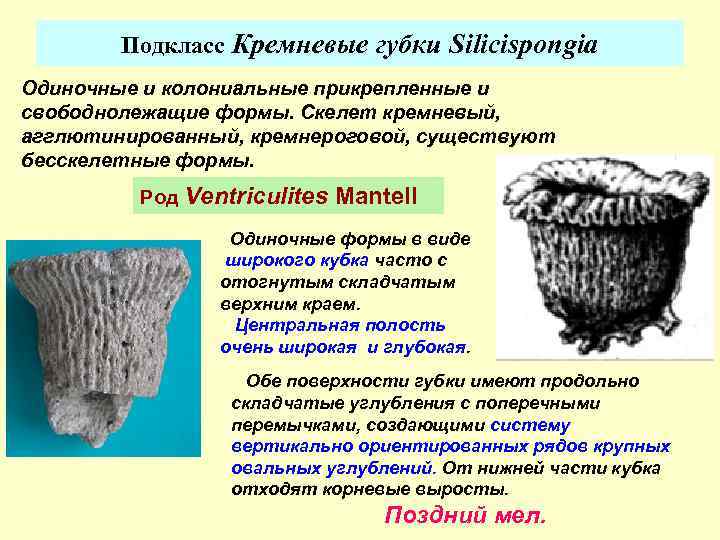 Подкласс Кремневые губки Silicispongia Одиночные и колониальные прикрепленные и свободнолежащие формы. Скелет кремневый, агглютинированный,