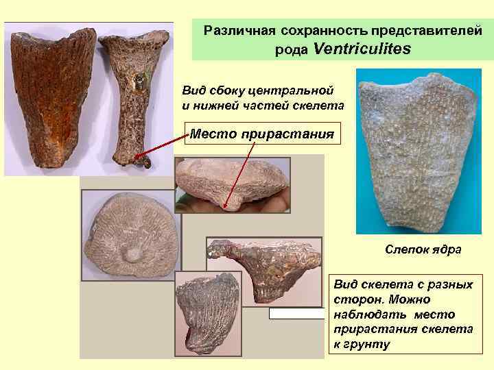 Различная сохранность представителей рода Ventriculites Вид сбоку центральной и нижней частей скелета Место прирастания