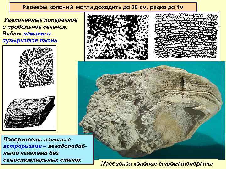 Размеры колоний могли доходить до 30 см, редко до 1 м Увеличенные поперечное и