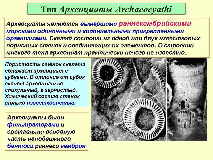 Тип Археоциаты Archaeocyathi Археоциаты являются вымершими раннекембрийскими морскими одиночными и колониальными прикрепленными организмами. Скелет