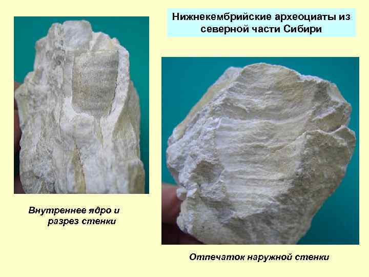 Нижнекембрийские археоциаты из северной части Сибири Внутреннее ядро и разрез стенки Отпечаток наружной стенки