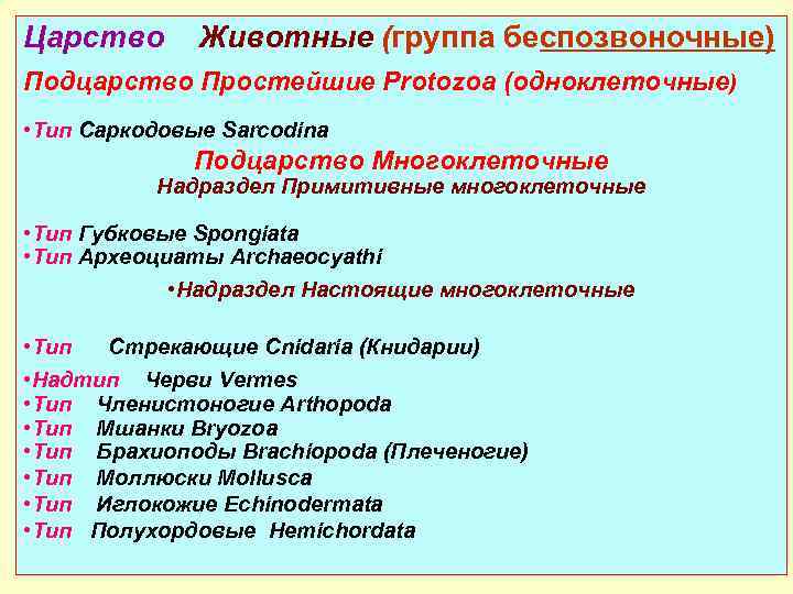 Составьте план конспект текста параграфа подцарство многоклеточные беспозвоночные животные