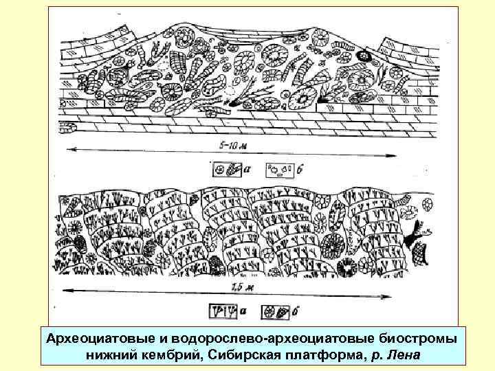 Археоциатовые и водорослево-археоциатовые биостромы нижний кембрий, Сибирская платформа, р. Лена 