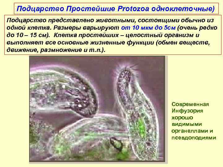 Подцарство Простейшие Protozoa одноклеточные) Подцарство представлено животными, состоящими обычно из одной клетка. Размеры варьируют