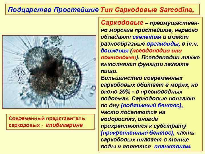 Подцарство Простейшие Тип Саркодовые Sarcodina, Саркодовые – преимуществен- Современный представитель саркодовых - глобигерина но