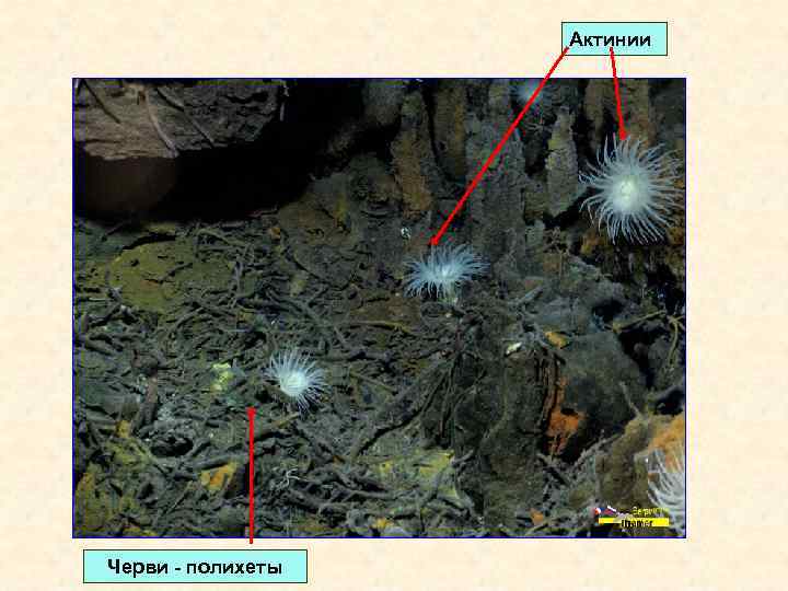 Актинии Черви - полихеты 
