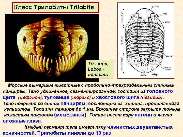 Класс Трилобиты Trilobita Tri - три, Lobos лопасть Морские вымершие животные с продольно-трехраздельным спинным